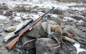 Hunting violations, Killing a protected species